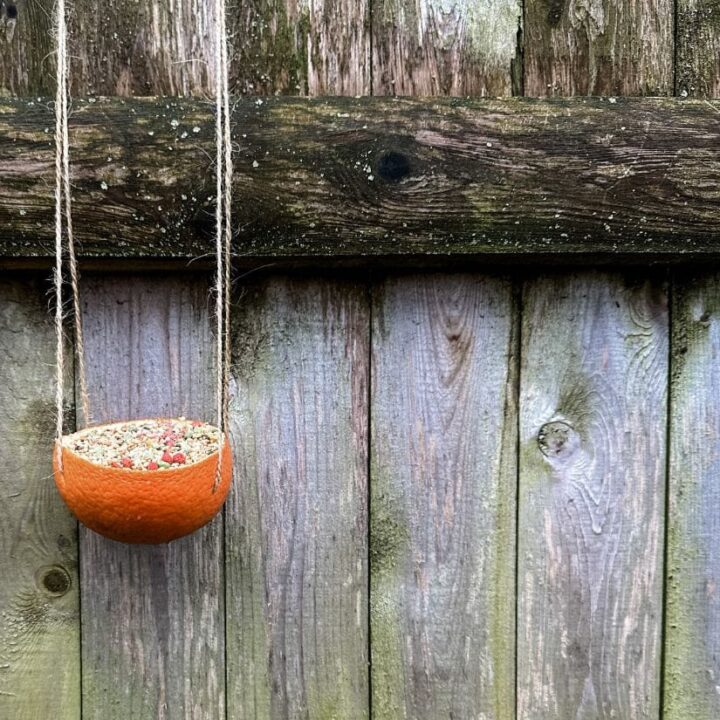 Image for Orange Bird Feeder
