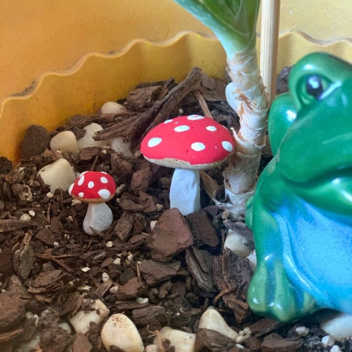 Mushroom painted rocks with red caps and white polka dots.