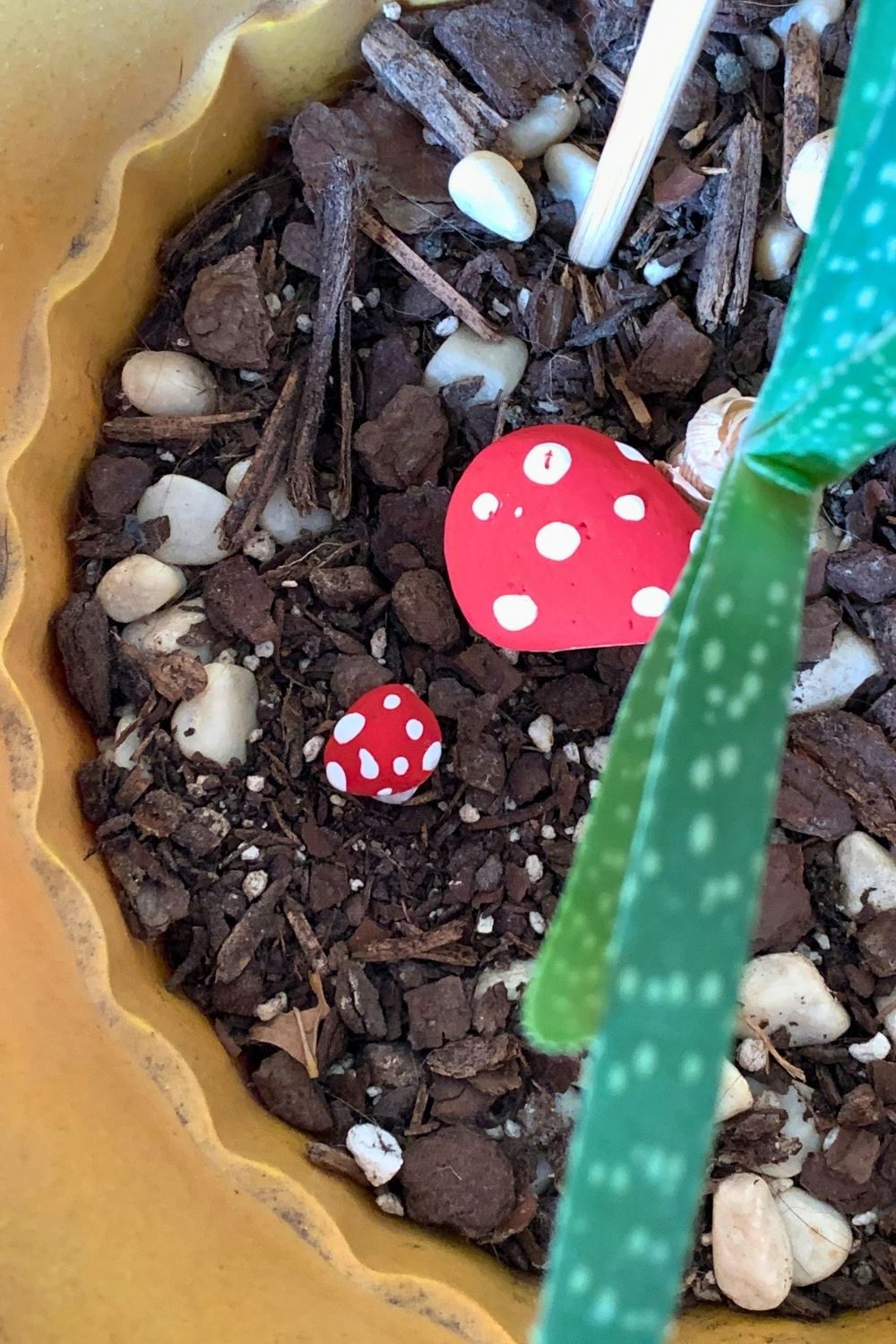 Red rock mushrooms with white polka dots.