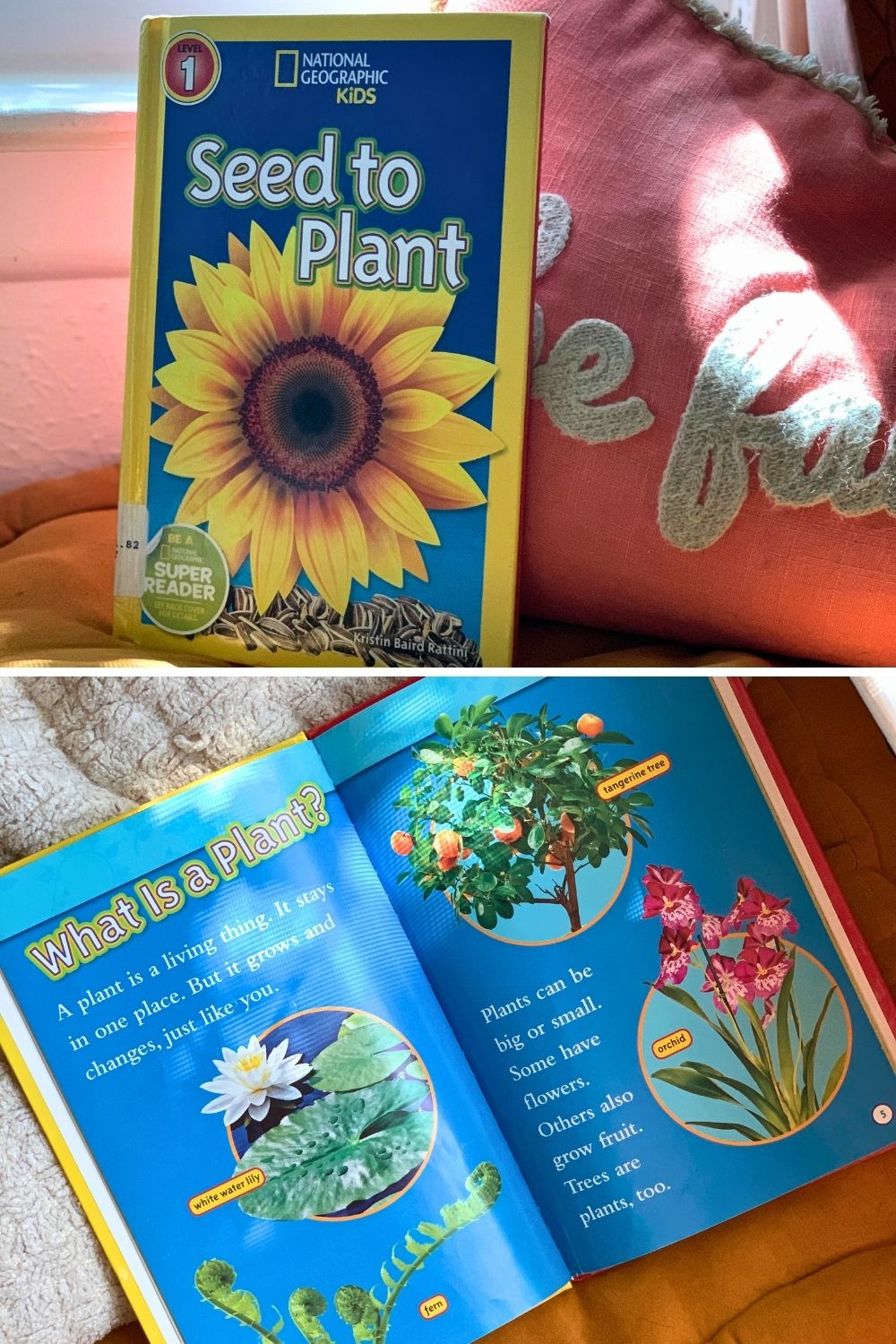 A collage of photos showing the cover and inside pages of the book Seed to Plant by Kristin Baird Rattini.