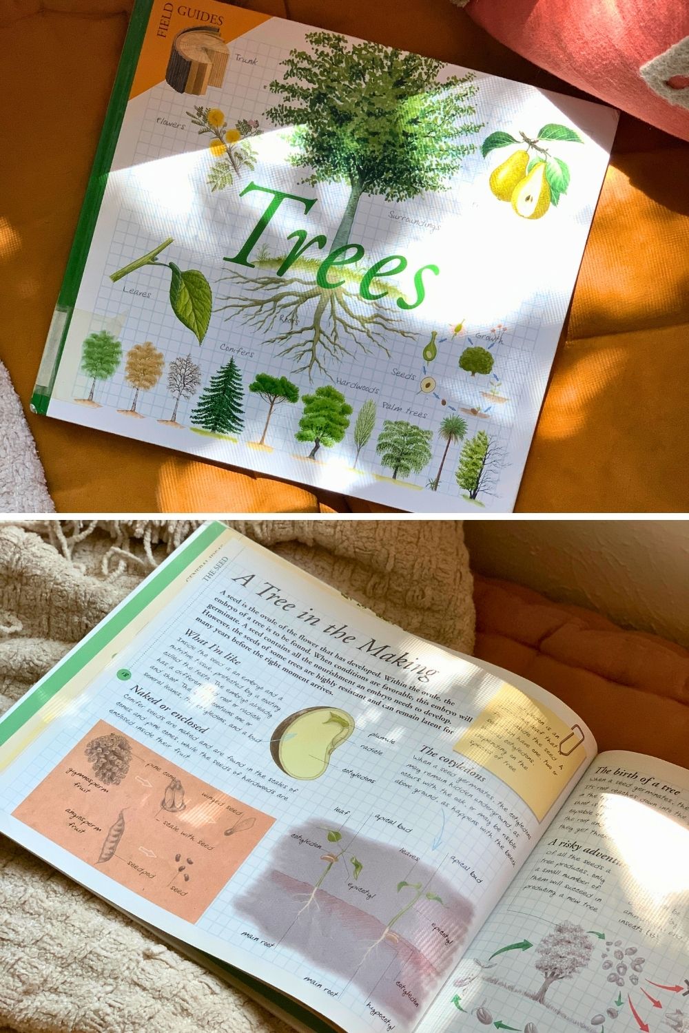 A collage of photos showing the cover and inside pages of the book Field Guide: Trees by Maria Angeles Julivert.